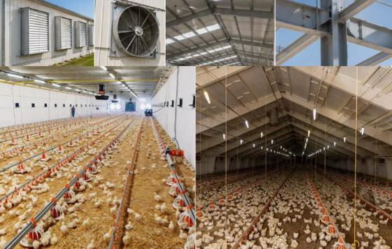 Automatic Chicken Farm Steel Structure Buildings For Commercial Poultry House